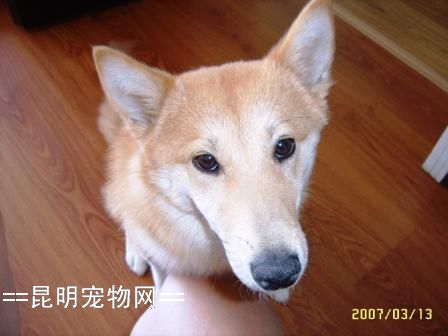 芬兰狐狸犬(芬兰狐狸犬多少元) 芬兰狐狸犬(芬兰狐狸犬多少元)