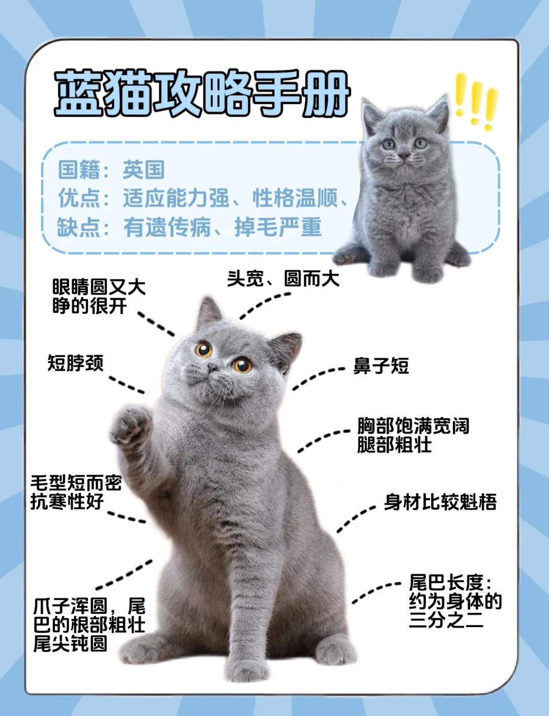 蓝猫的眼睛颜色等级(蓝猫的眼睛一般都是什么颜色) 蓝猫的眼睛颜色等级(蓝猫的眼睛一般都是什么颜色)