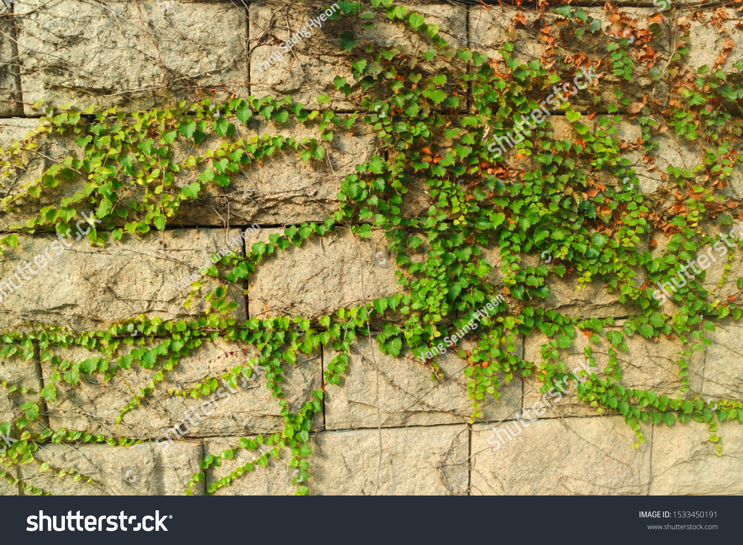 grown(grown的中文意思) grown(grown的中文意思)