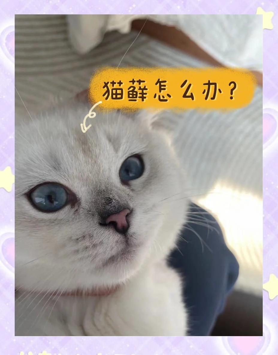 猫藓会自愈吗(猫藓会自愈吗?如果不治疗会有什么后果?)
