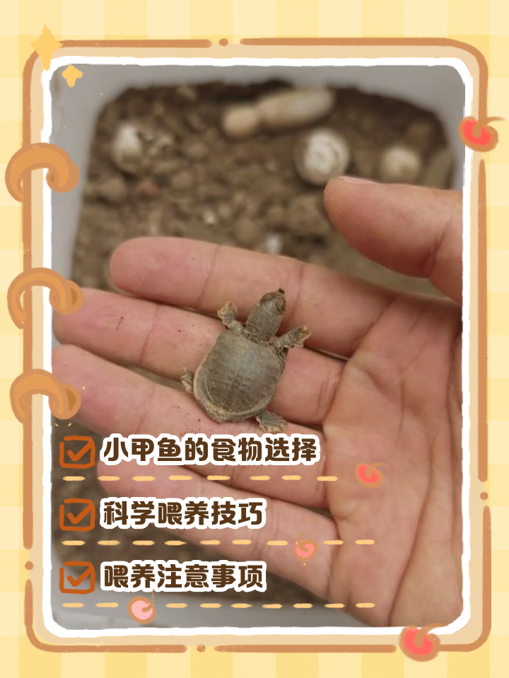 野生甲鱼吃什么食物(野生甲鱼吃什么食物为主?人工饲养时喂什么能长得快?) 野生甲鱼吃什么食物(野生甲鱼吃什么食物为主?人工饲养时喂什么能长得快?)