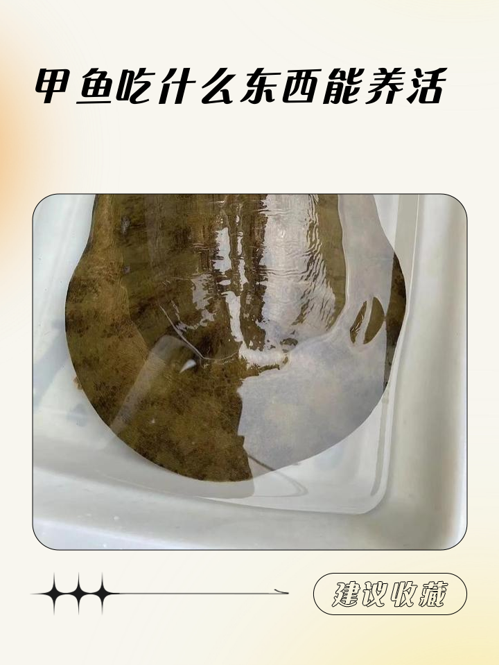 野生甲鱼吃什么食物(野生甲鱼吃什么食物为主?人工饲养时喂什么能长得快?) 野生甲鱼吃什么食物(野生甲鱼吃什么食物为主?人工饲养时喂什么能长得快?)