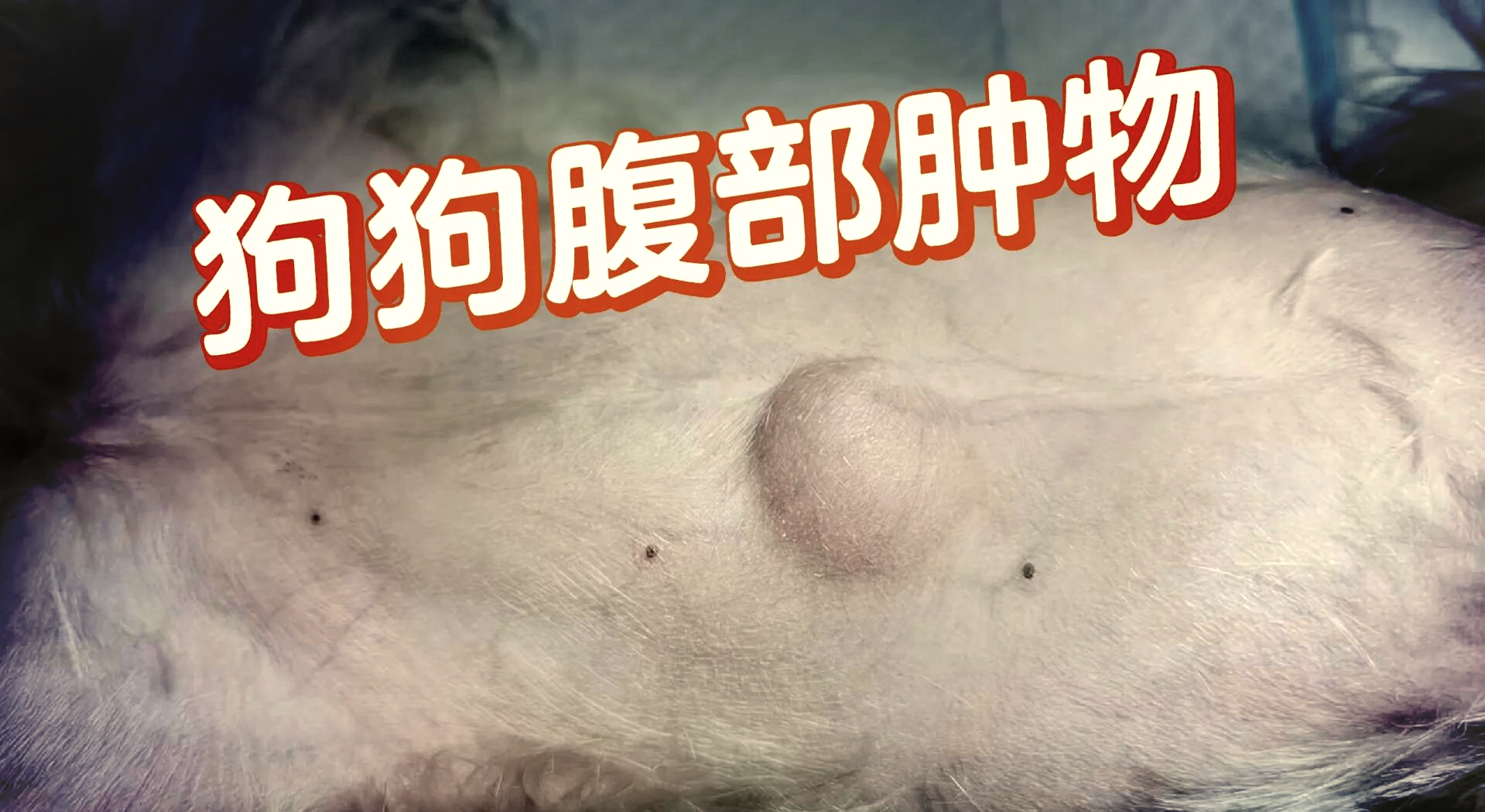 狗狗疝气图片(狗狗疝气是什么)