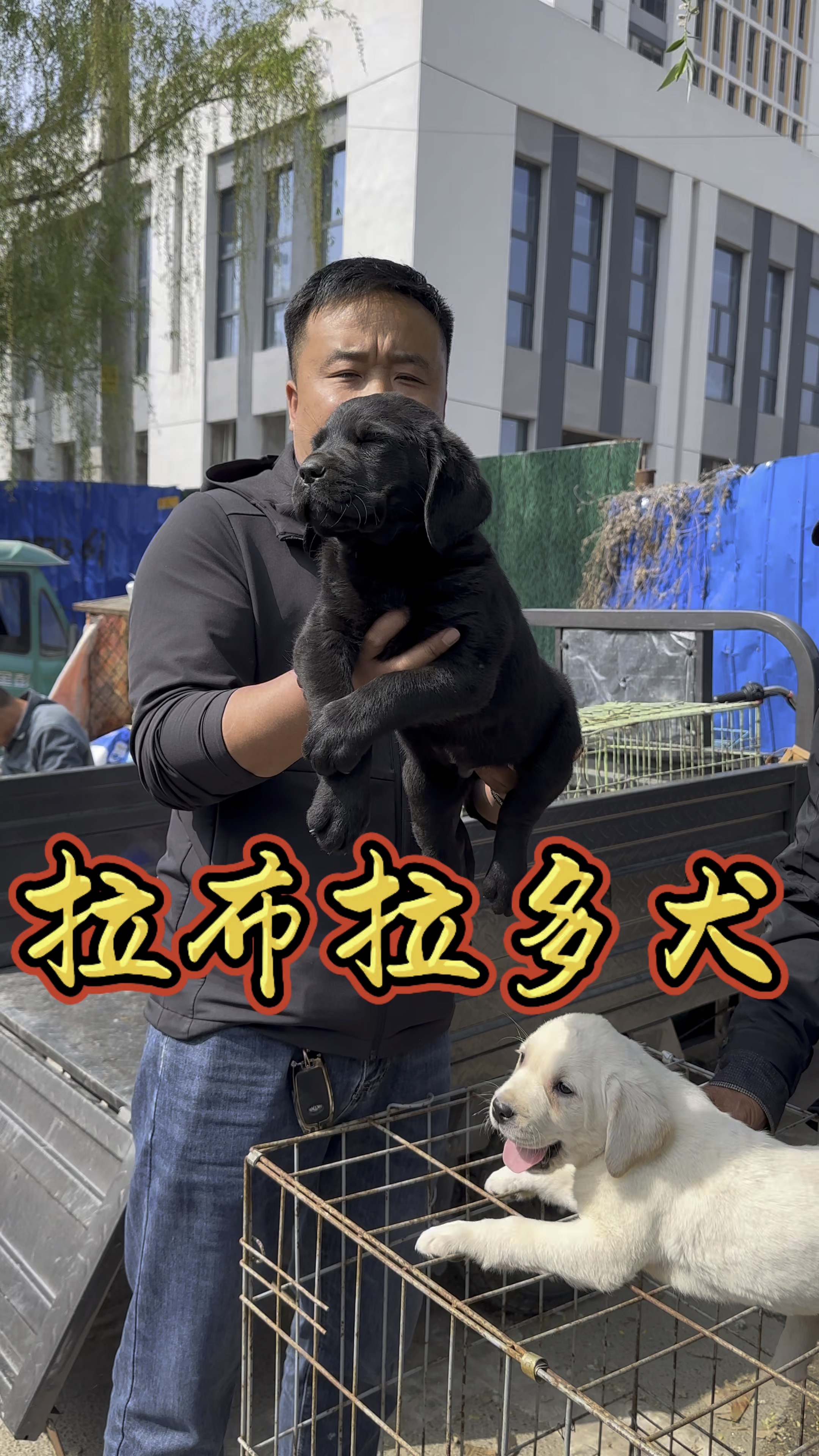 拉布拉多犬好养吗(拉布拉多犬好养吗?新手养需要注意什么?) 拉布拉多犬好养吗(拉布拉多犬好养吗?新手养需要注意什么?)