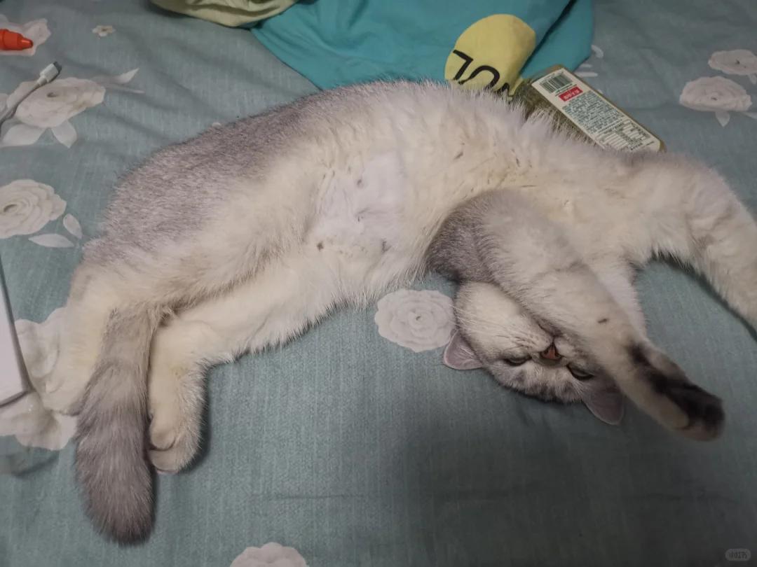 小猫肚子圆鼓鼓的正常吗(刚出生几天的小猫肚子圆鼓鼓的正常吗) 小猫肚子圆鼓鼓的正常吗(刚出生几天的小猫肚子圆鼓鼓的正常吗)