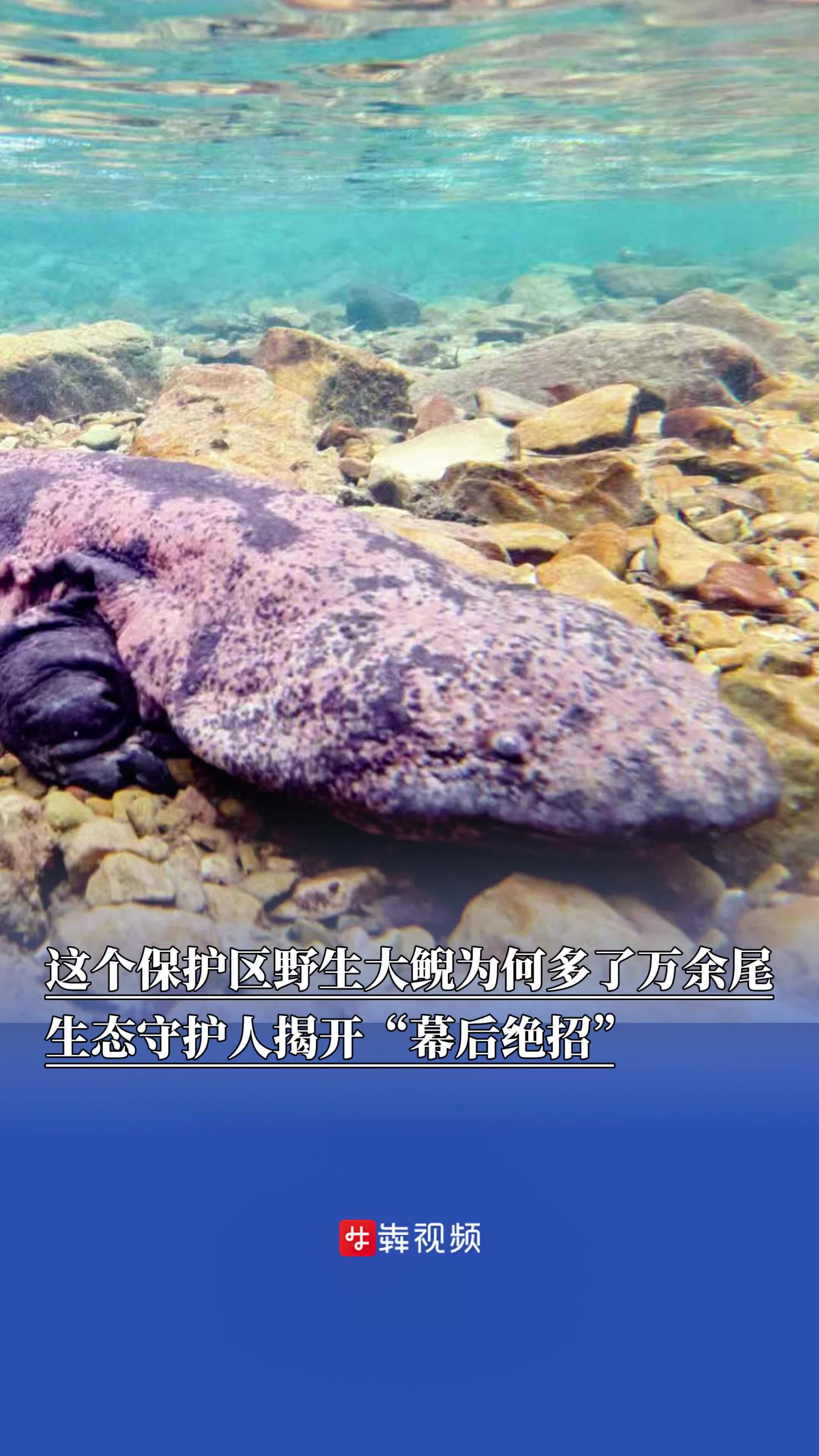 哪些人不能吃娃娃鱼(哪些人不能吃娃娃鱼肽)