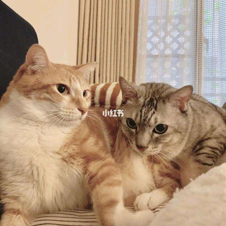 猫多少度算发烧(猫多少度算发烧症状) 猫多少度算发烧(猫多少度算发烧症状)