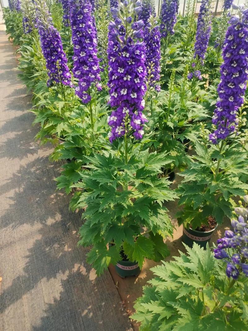飞燕草图片(野生飞燕草图片) 飞燕草图片(野生飞燕草图片)