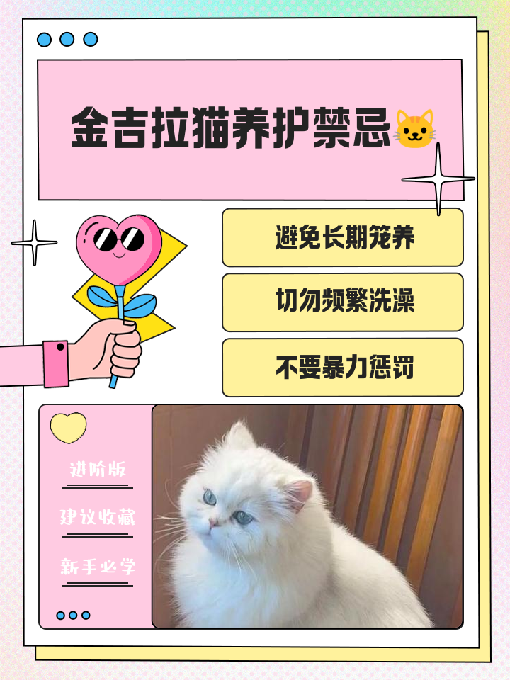 养吉娃娃的禁忌(养吉娃娃的十大坏处) 养吉娃娃的禁忌(养吉娃娃的十大坏处)