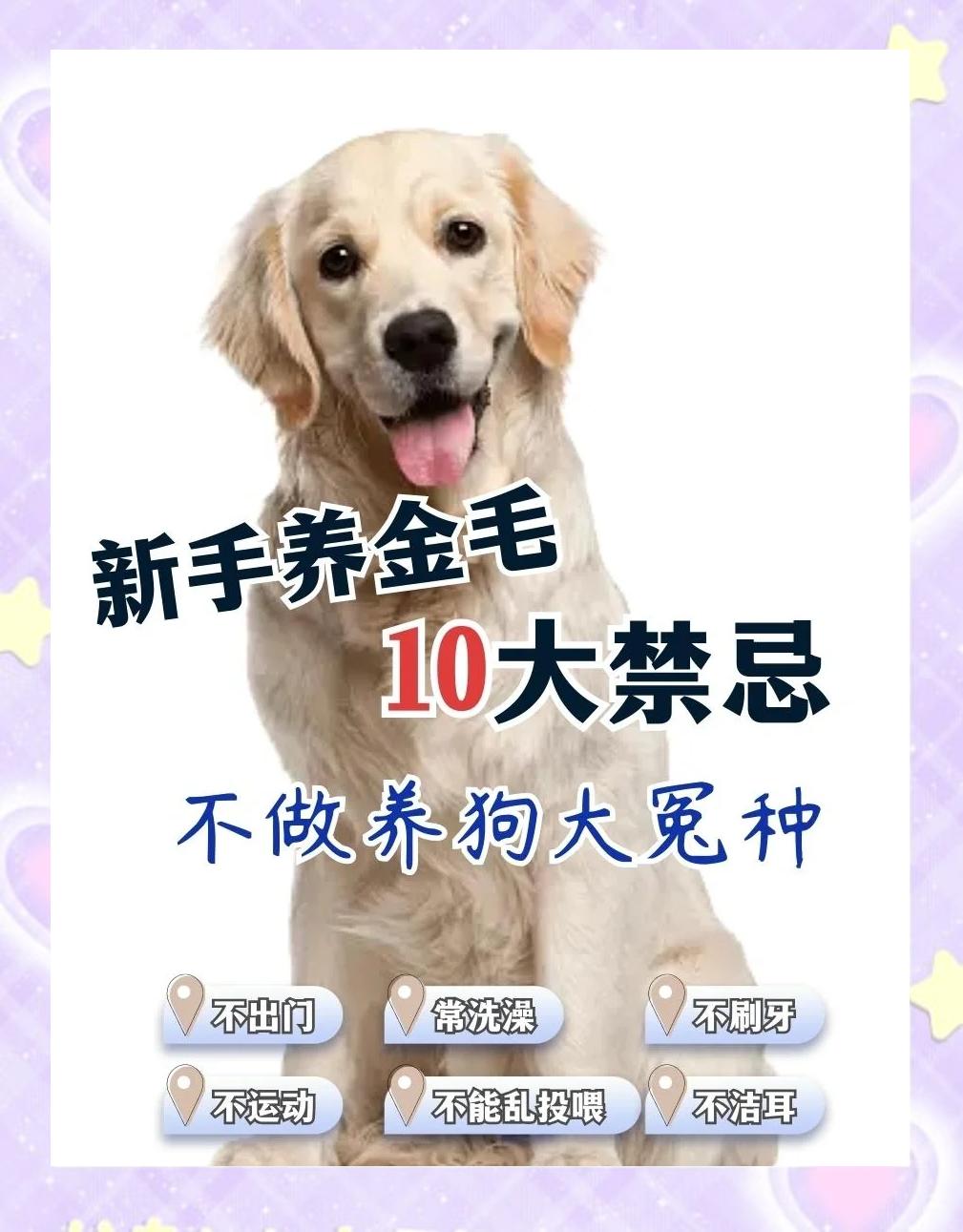养吉娃娃的禁忌(养吉娃娃的十大坏处) 养吉娃娃的禁忌(养吉娃娃的十大坏处)