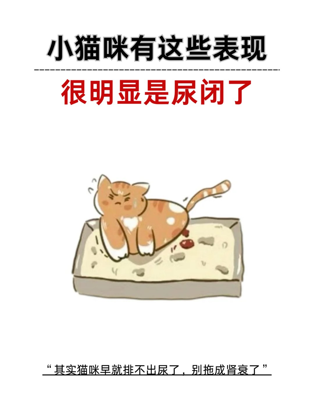 猫咪尿闭几天会死亡(猫咪闭尿吃什么药效果好)