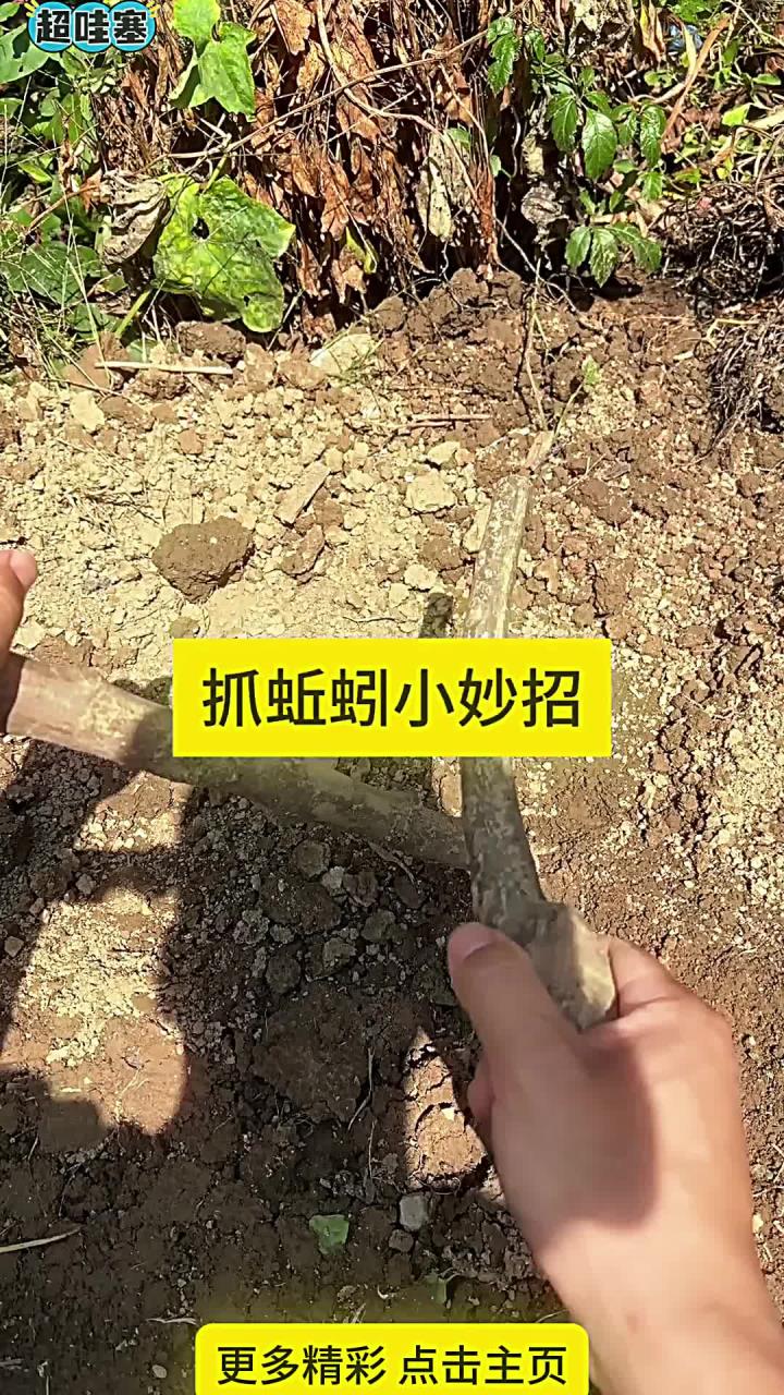 家养蚯蚓最简单方法(在家养殖蚯蚓的方法如下) 家养蚯蚓最简单方法(在家养殖蚯蚓的方法如下)
