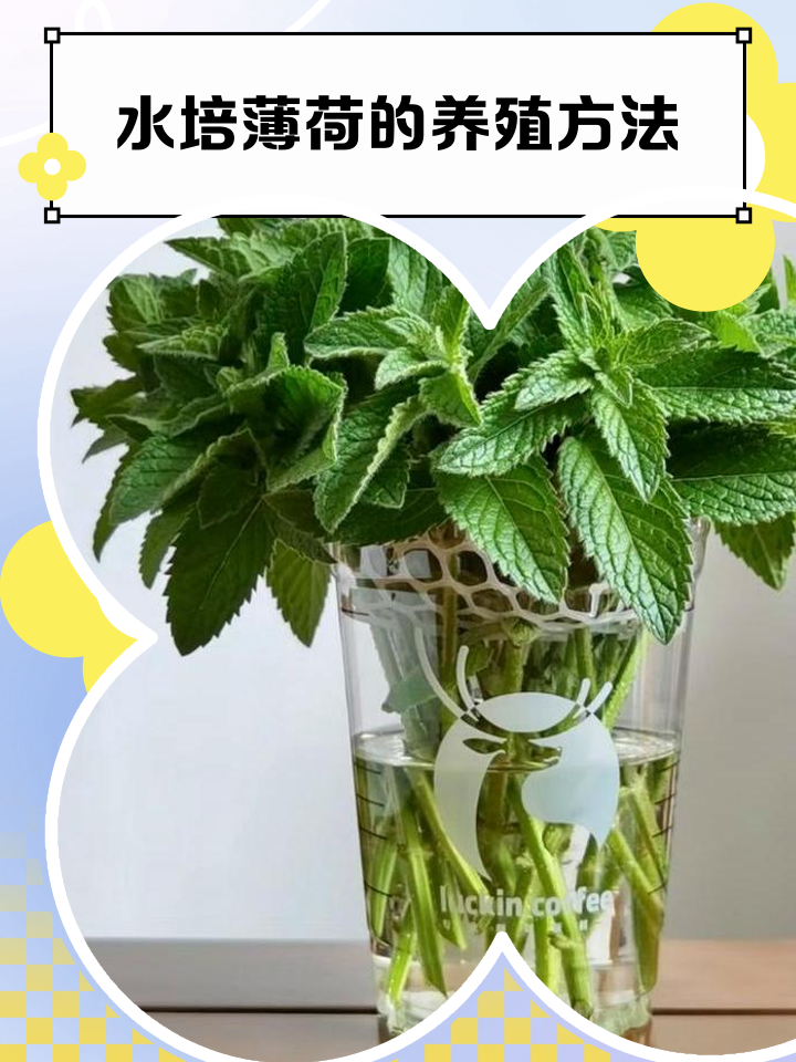 新鲜薄荷叶的吃法禁忌(新鲜薄荷叶的吃法禁忌和功效) 新鲜薄荷叶的吃法禁忌(新鲜薄荷叶的吃法禁忌和功效)