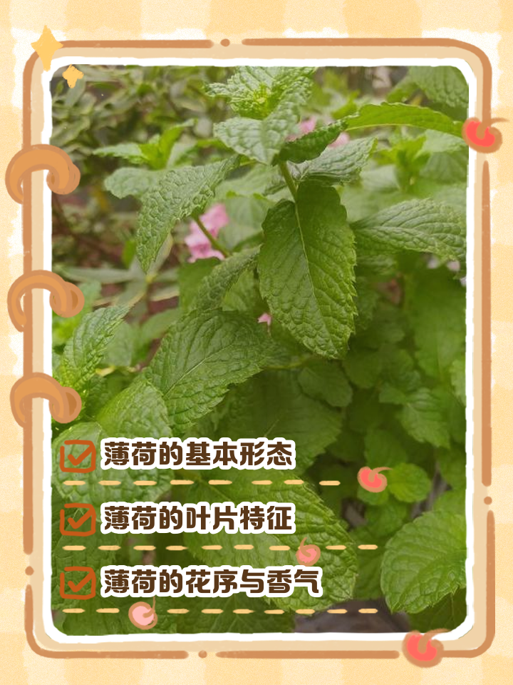 新鲜薄荷叶的吃法禁忌(新鲜薄荷叶的吃法禁忌和功效) 新鲜薄荷叶的吃法禁忌(新鲜薄荷叶的吃法禁忌和功效)