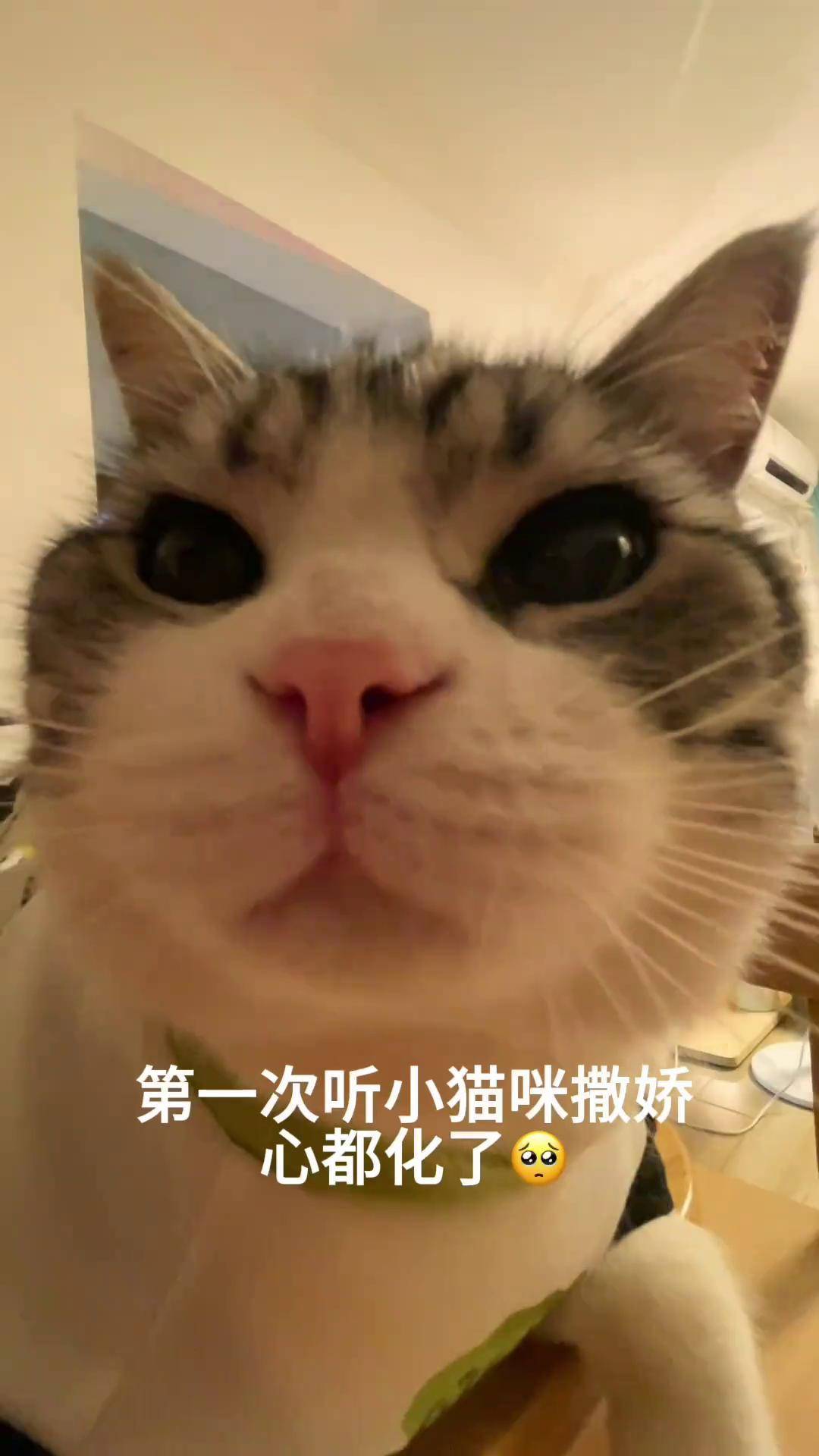 吸引猫的叫声(吸引猫的叫声有哪些) 吸引猫的叫声(吸引猫的叫声有哪些)