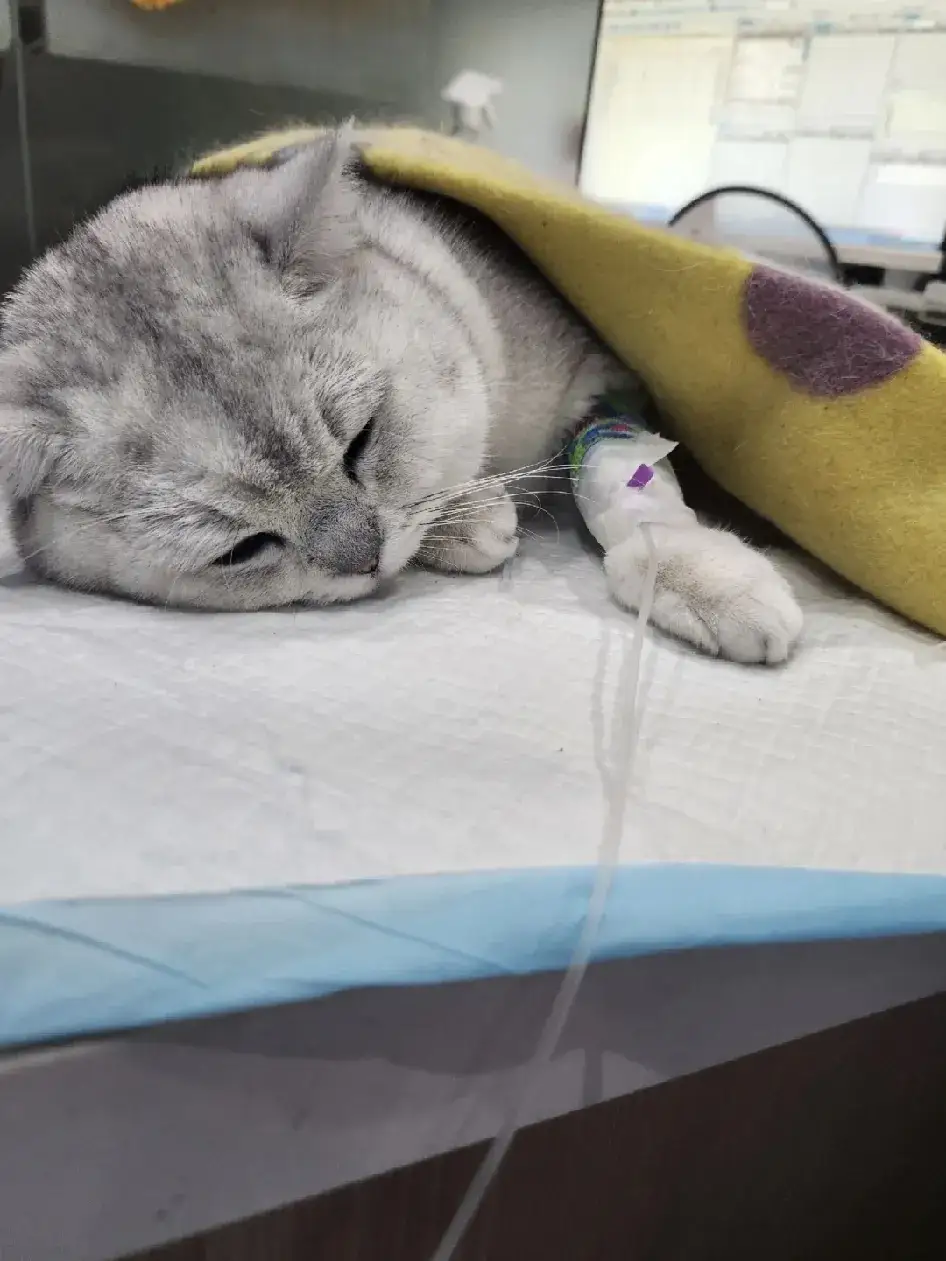 猫知道自己换主人了吗(猫咪知道自己的主人怀孕了吗) 猫知道自己换主人了吗(猫咪知道自己的主人怀孕了吗)