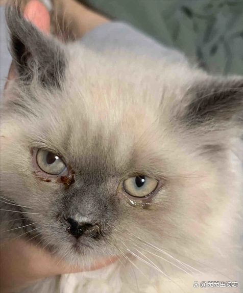 猫知道自己换主人了吗(猫咪知道自己的主人怀孕了吗) 猫知道自己换主人了吗(猫咪知道自己的主人怀孕了吗)