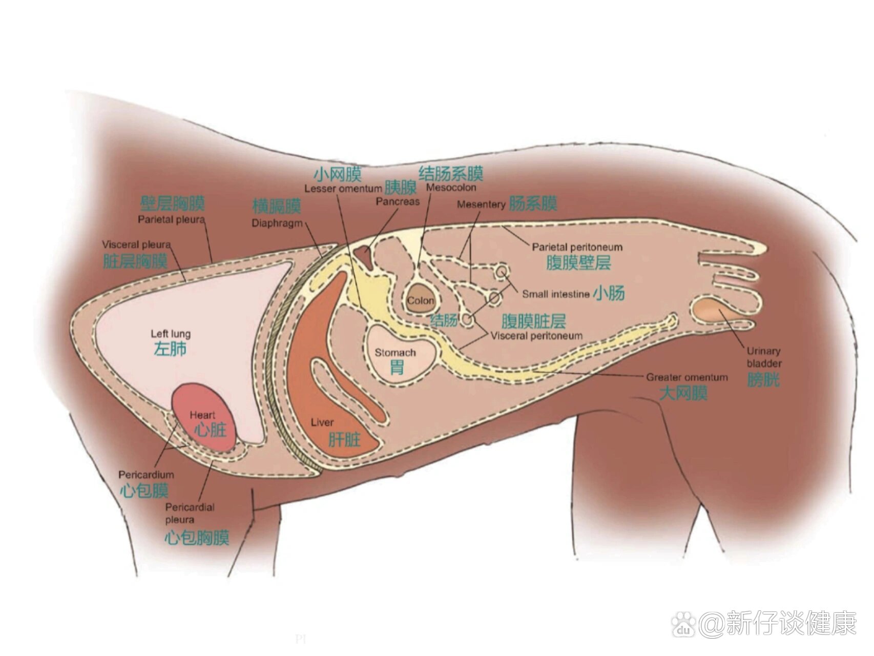 怎么判断狗狗内脏有没有受伤(怎么判断狗狗内脏有没有受伤呢) 怎么判断狗狗内脏有没有受伤(怎么判断狗狗内脏有没有受伤呢)