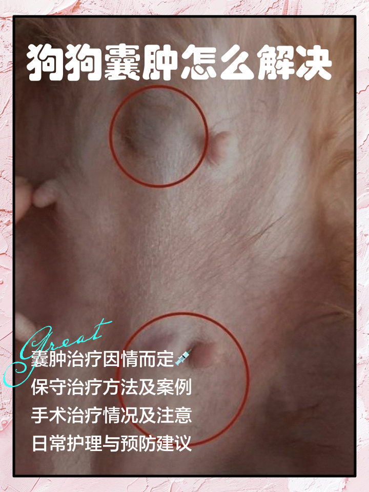 怎么判断狗狗内脏有没有受伤(怎么判断狗狗内脏有没有受伤呢) 怎么判断狗狗内脏有没有受伤(怎么判断狗狗内脏有没有受伤呢)