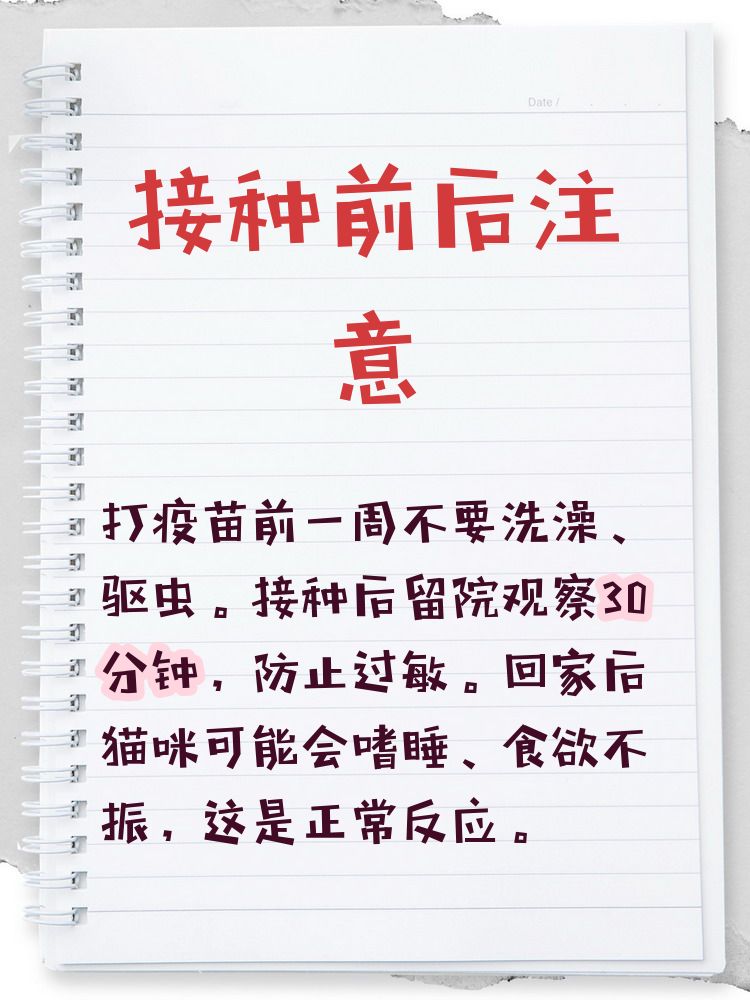 猫几个月可以打疫苗(猫咪3针疫苗一共多少元) 猫几个月可以打疫苗(猫咪3针疫苗一共多少元)