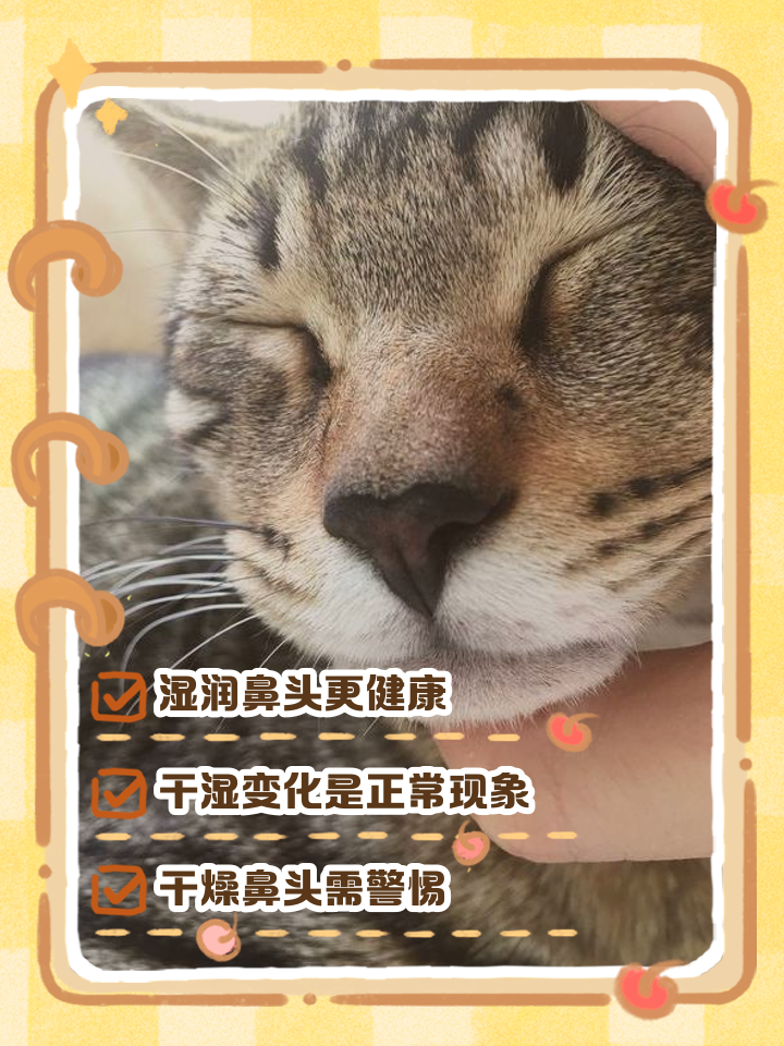 猫咪鼻头是干的是什么原因(猫咪鼻头是干的是什么原因呢)