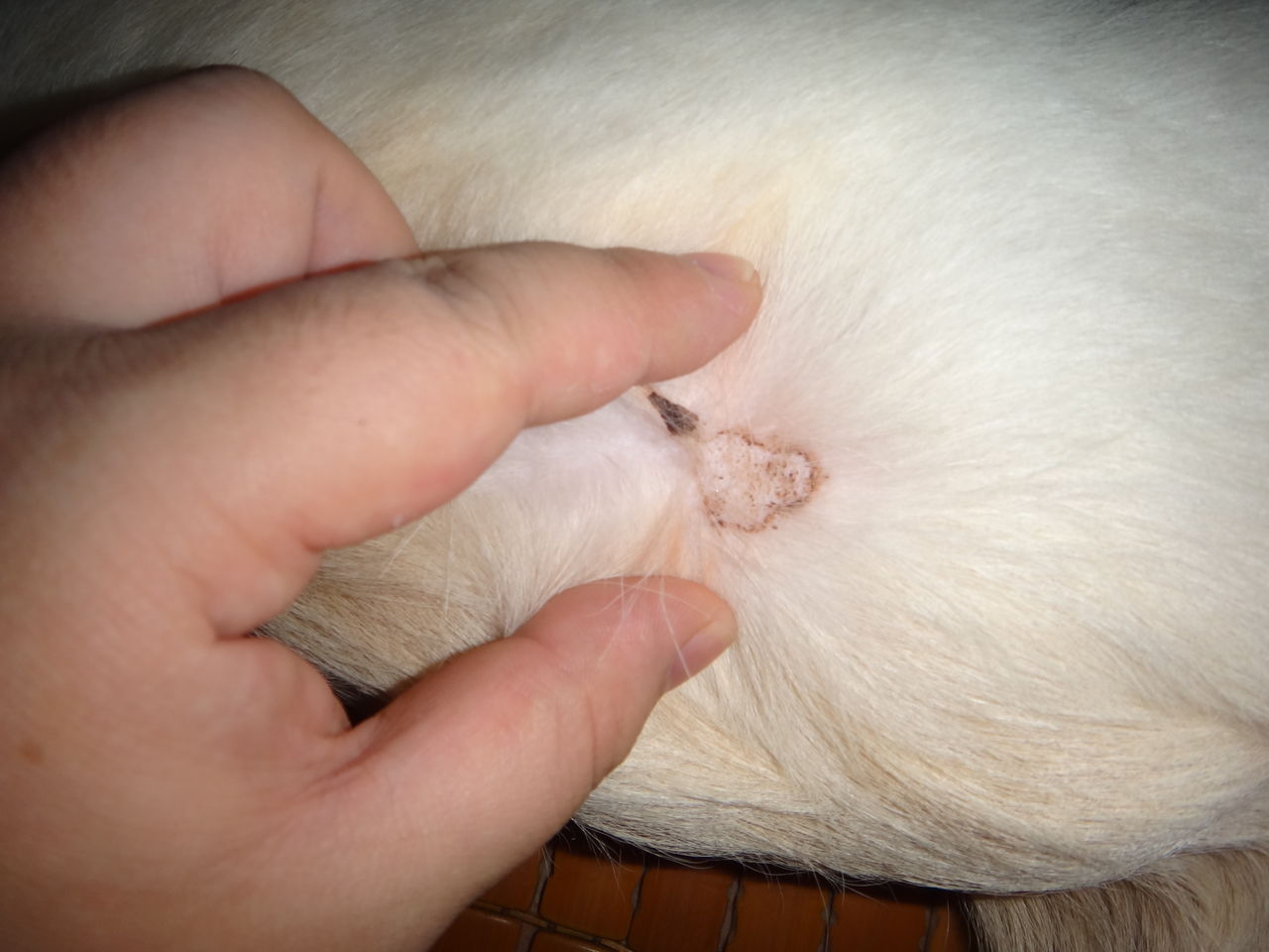 狗狗皮肤上长了一个粉色瘤(狗狗皮肤上长了一个粉色疙瘩) 狗狗皮肤上长了一个粉色瘤(狗狗皮肤上长了一个粉色疙瘩)