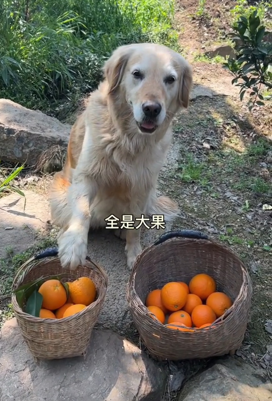 狗能吃橙子吗(狗可以吃橙子吗狗狗) 狗能吃橙子吗(狗可以吃橙子吗狗狗)