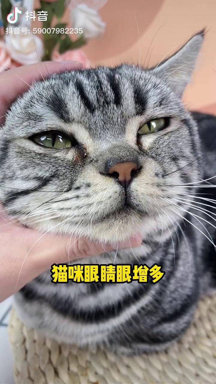 猫眼角有褐色分泌物(猫咪泪痕擦下来红褐色) 猫眼角有褐色分泌物(猫咪泪痕擦下来红褐色)