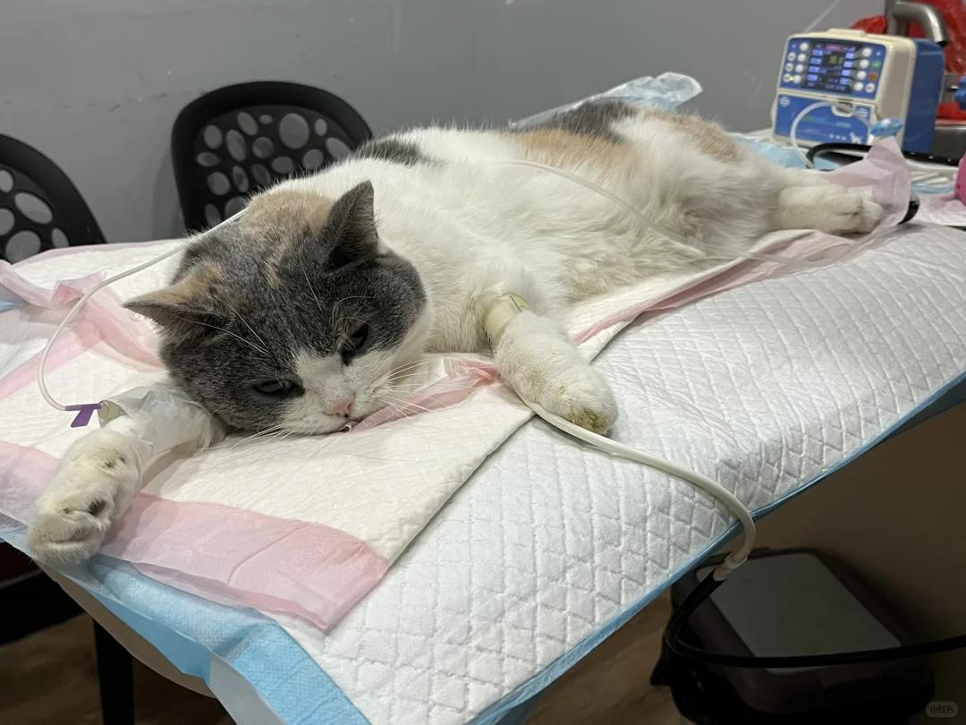 猫瘟什么状态扛不住了(猫瘟17天表现症状图) 猫瘟什么状态扛不住了(猫瘟17天表现症状图)