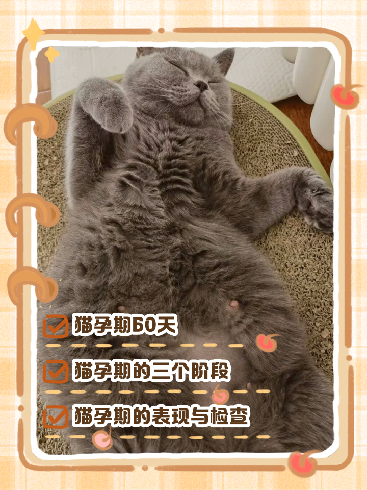 猫咪假怀孕的症状(猫咪假怀孕对身体有害吗) 猫咪假怀孕的症状(猫咪假怀孕对身体有害吗)