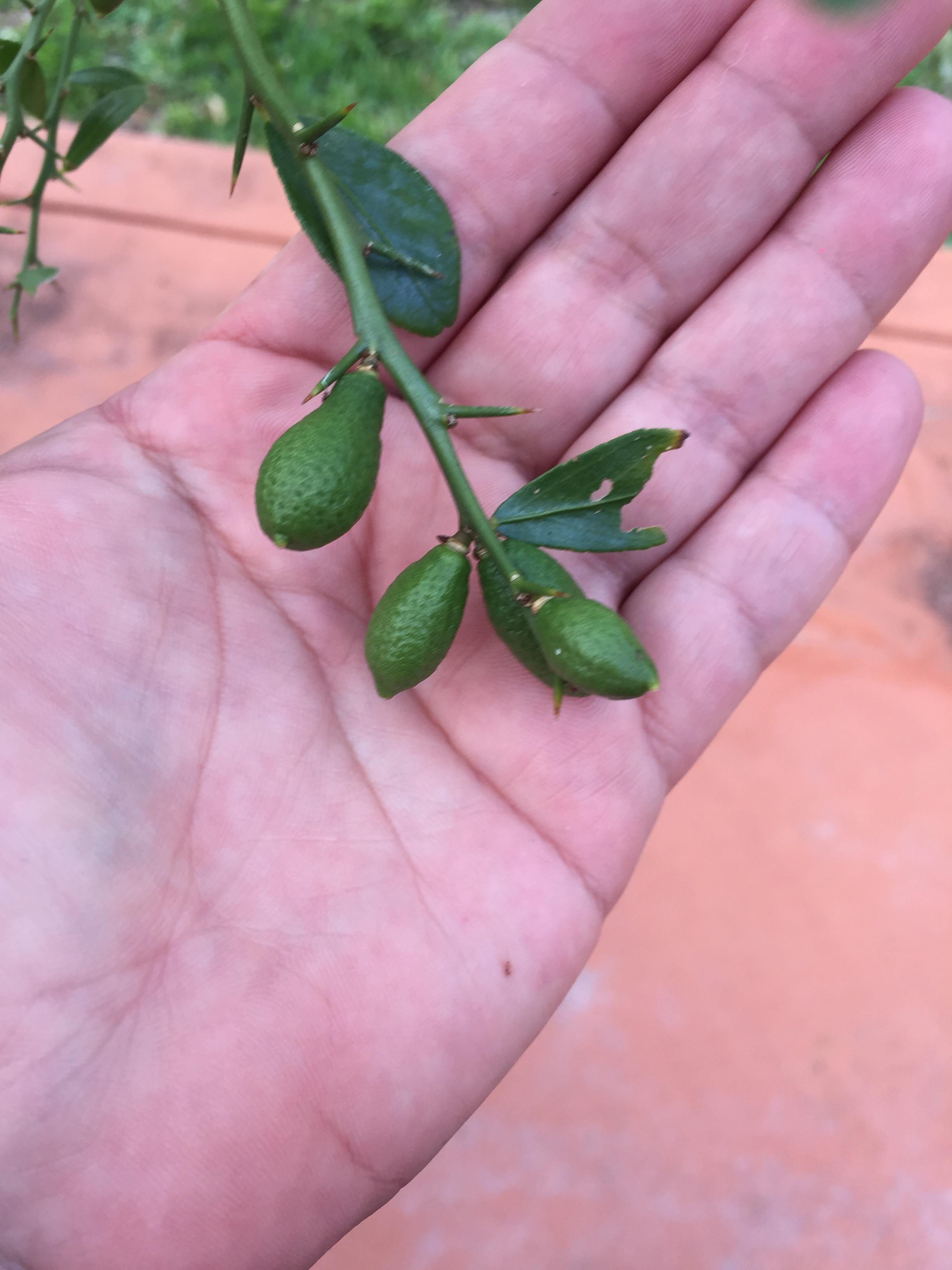 lime是什么意思(lime什么意思英语) lime是什么意思(lime什么意思英语)