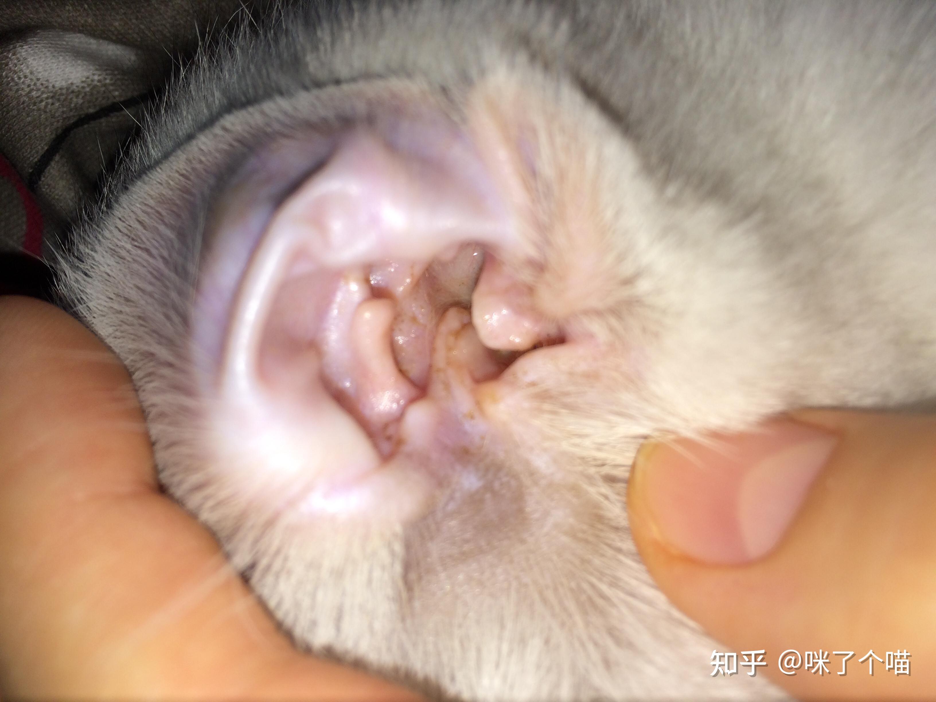 猫有耳螨还能跟人睡吗(猫有耳螨还能跟人睡吗为什么) 猫有耳螨还能跟人睡吗(猫有耳螨还能跟人睡吗为什么)
