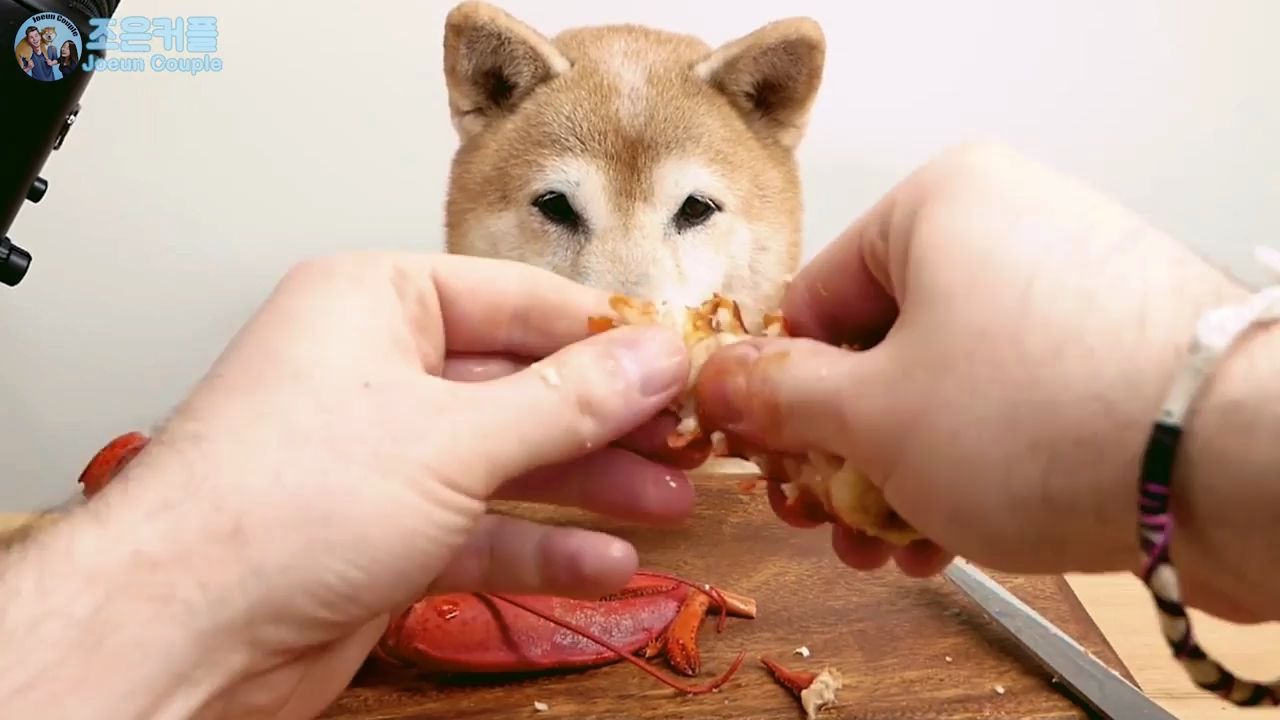 狗狗可以吃小龙虾吗(狗狗可以吃小龙虾吗有营养吗)