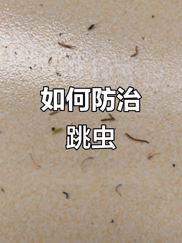 会跳的小虫子是跳蚤吗(会跳的小虫子有哪些图片) 会跳的小虫子是跳蚤吗(会跳的小虫子有哪些图片)