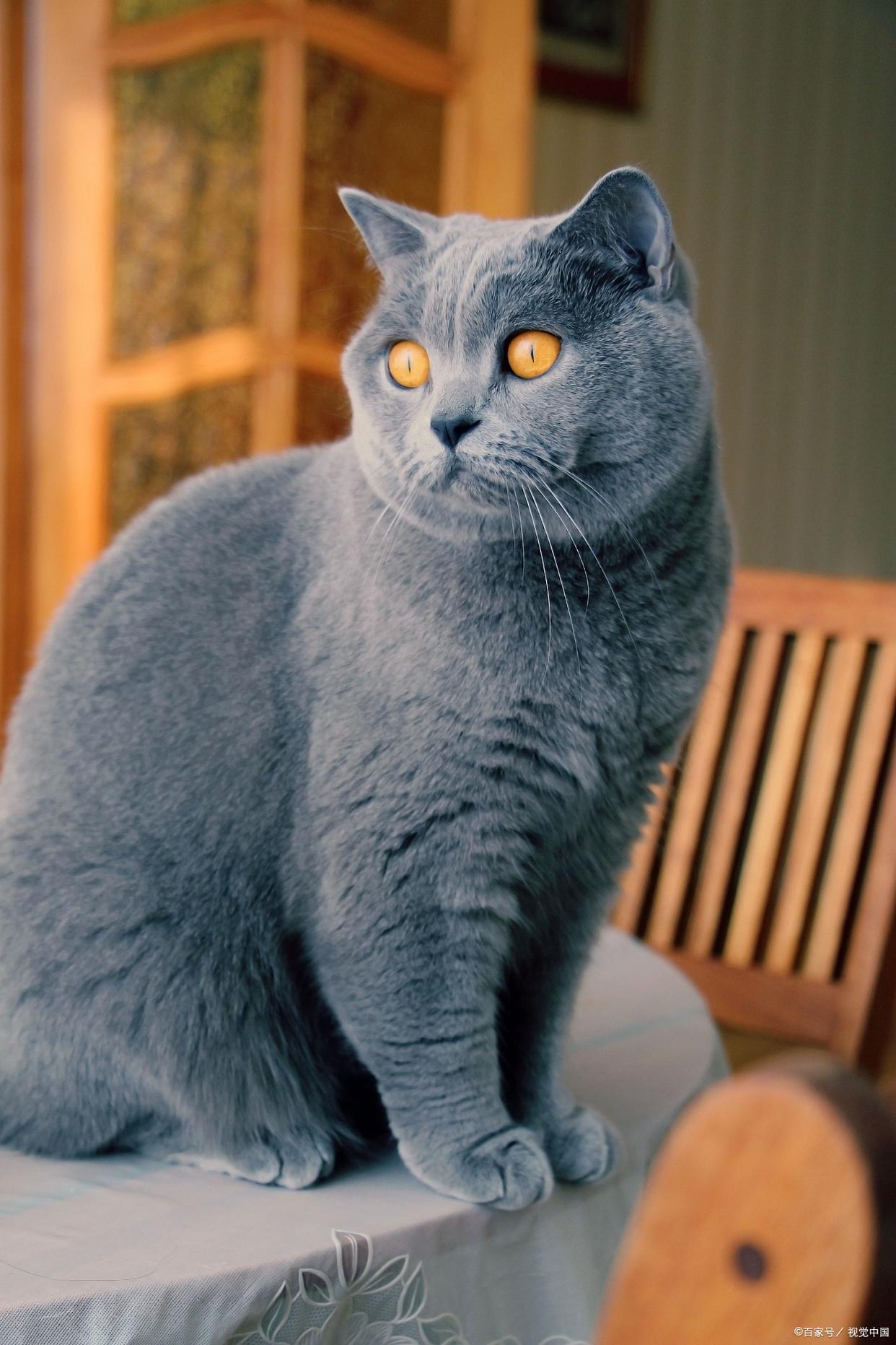 蓝猫眼睛颜色什么最好(蓝猫眼睛什么颜色比较纯) 蓝猫眼睛颜色什么最好(蓝猫眼睛什么颜色比较纯)