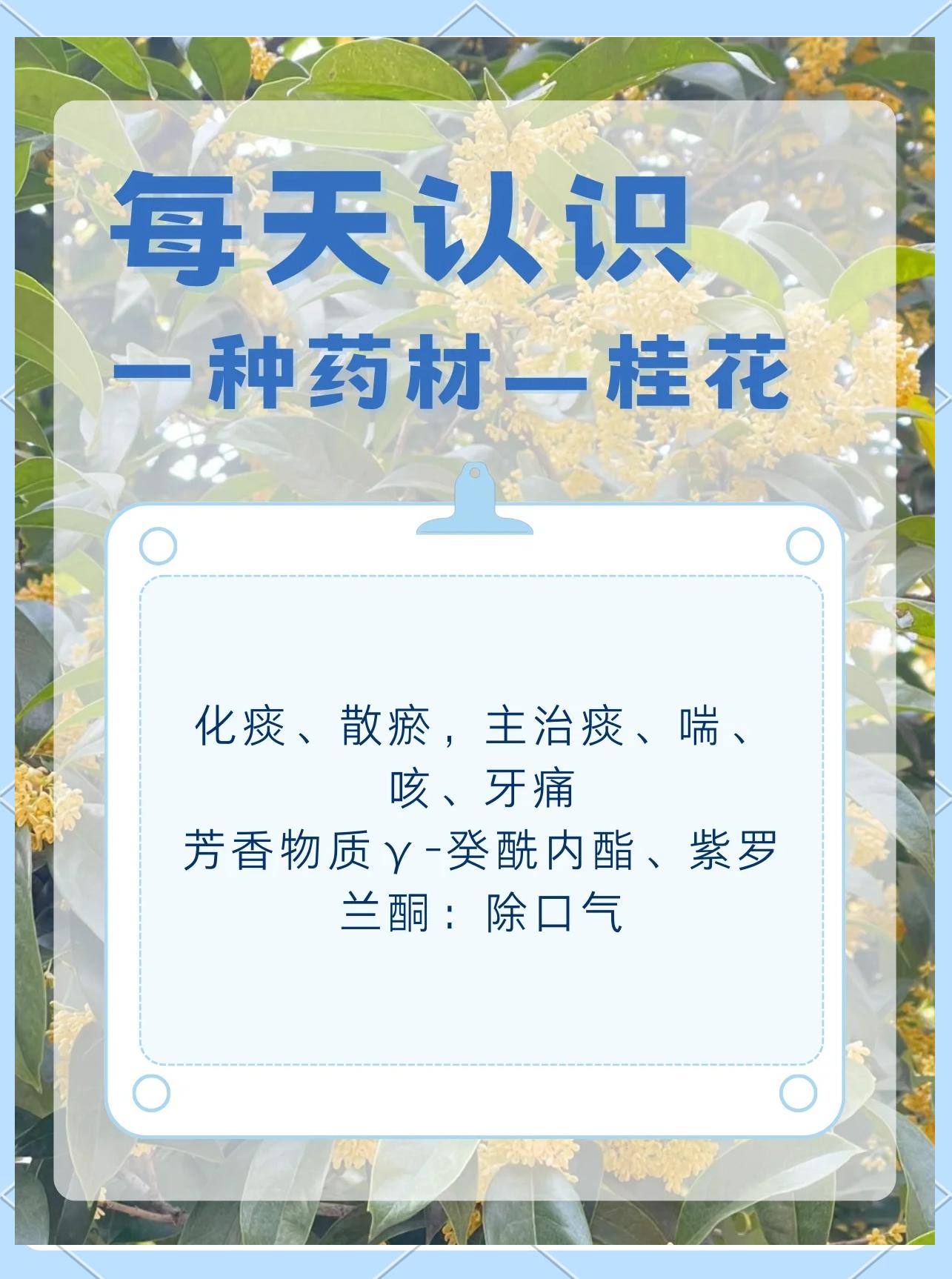 桂花籽的功效与作用及食用方法(桂花籽的作用与功效怎样吃怎么加工)
