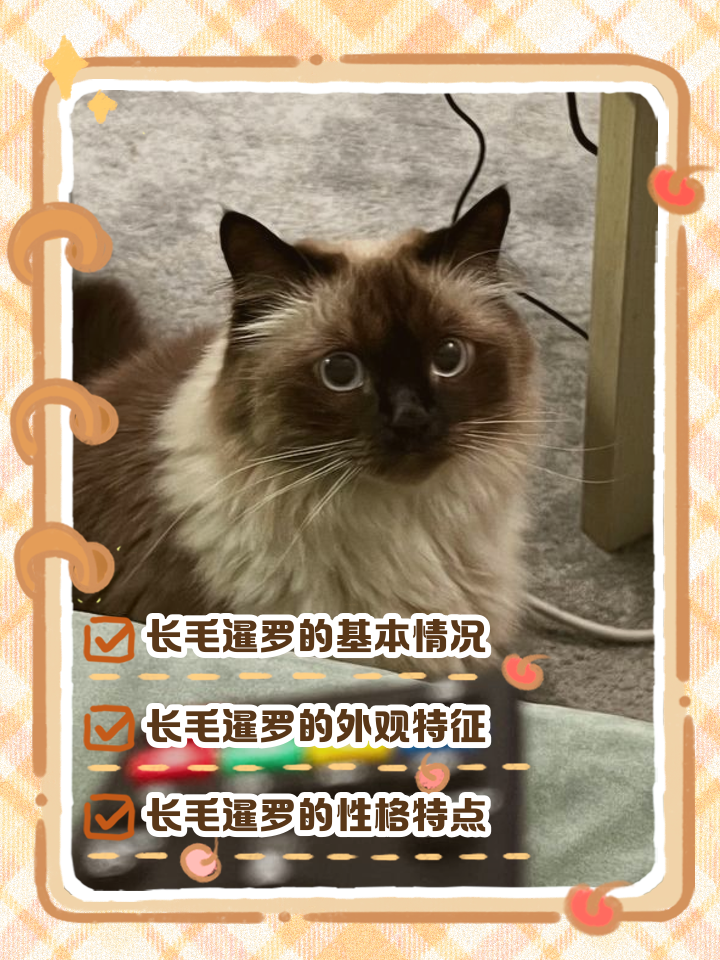 暹罗猫怎么念(暹罗猫怎么读音是什么意思)