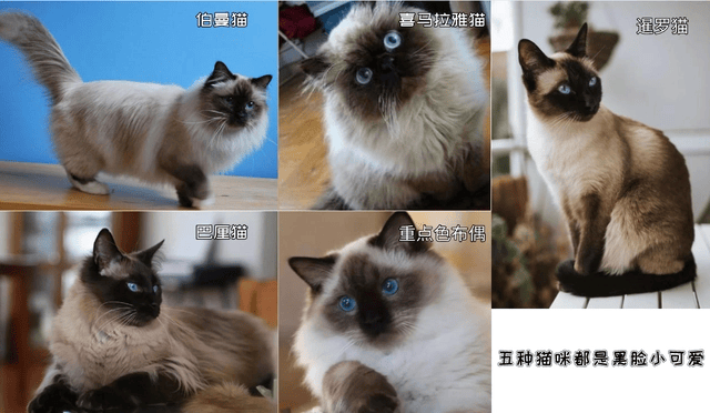 暹罗猫怎么念(暹罗猫怎么读音是什么意思) 暹罗猫怎么念(暹罗猫怎么读音是什么意思)