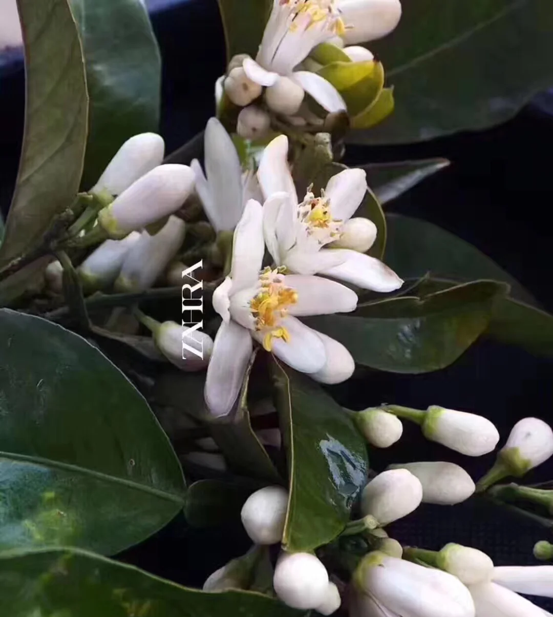 橙花皇冠(橙花皇冠泰剧人人视频)
