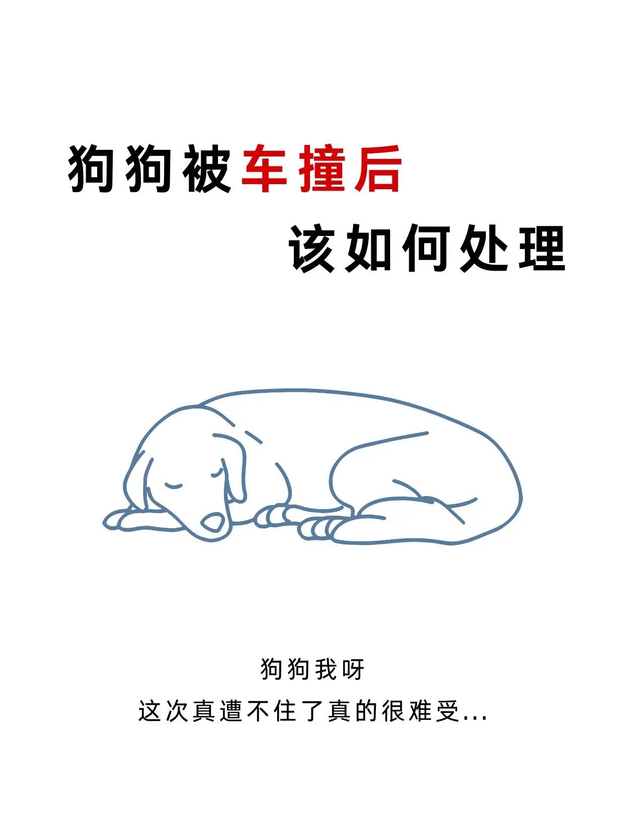 狗狗被撞的内出血能坚持多久(狗狗被撞的内出血能坚持多久能好)