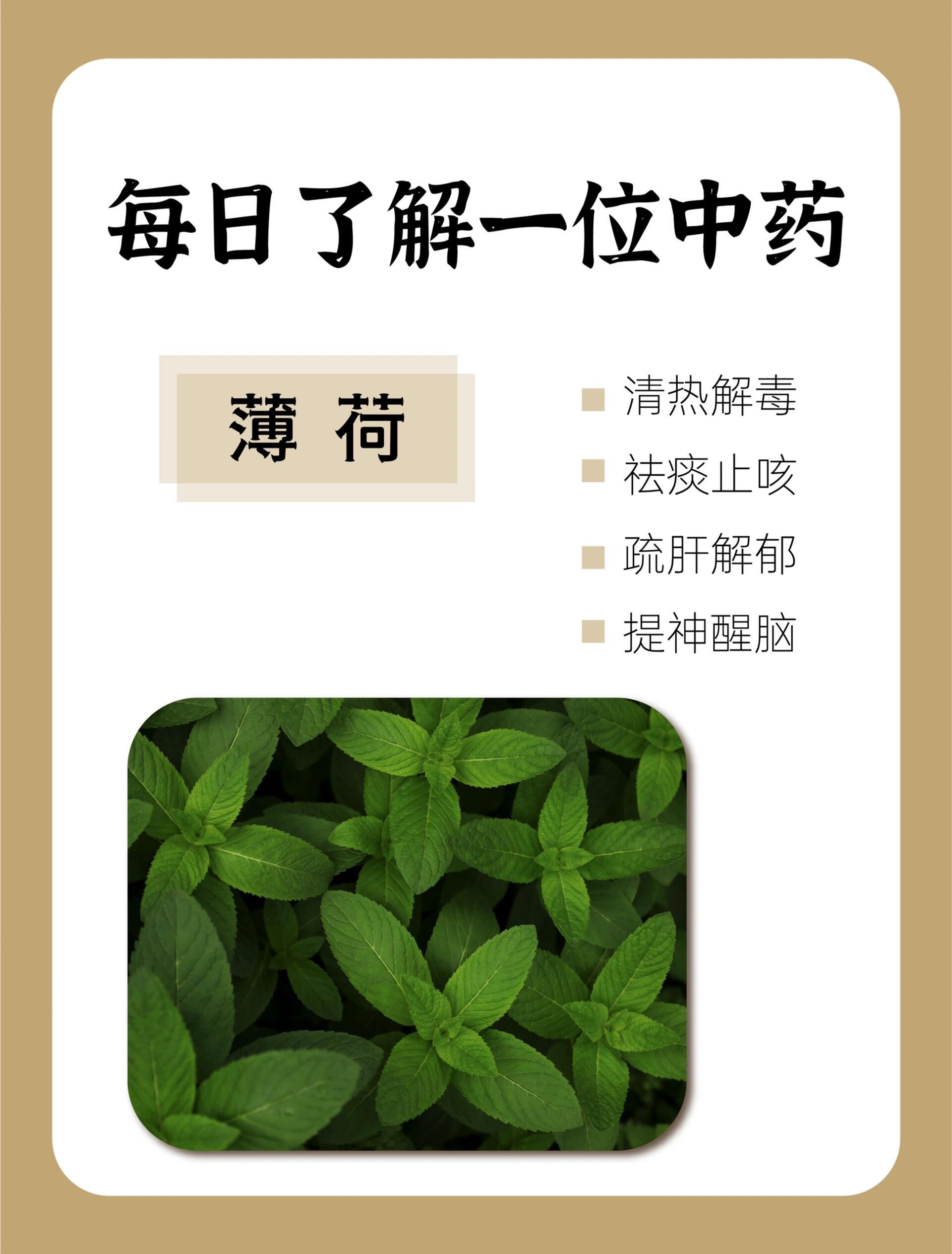 薄荷泡水喝的功效作用和食用禁忌(薄荷泡水喝的功效作用和食用禁忌症) 薄荷泡水喝的功效作用和食用禁忌(薄荷泡水喝的功效作用和食用禁忌症)