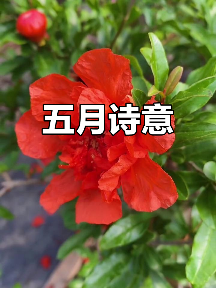 五月的寓意(五月寓意和象征昵称是什么)