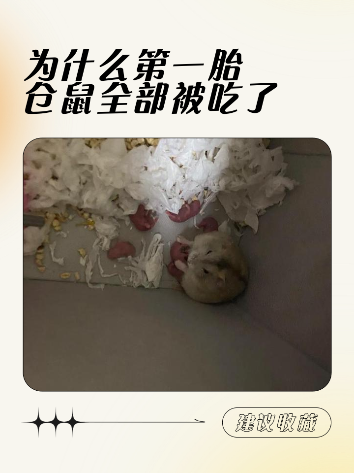 仓鼠可以吃桃子吗(仓鼠最爱吃的6种水果)
