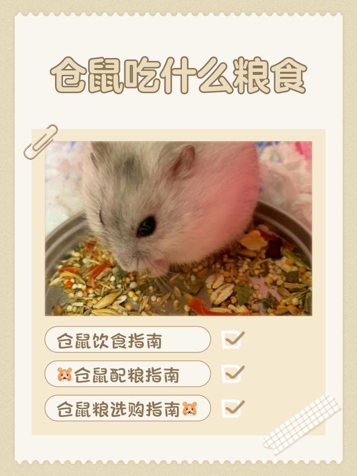 仓鼠可以吃桃子吗(仓鼠最爱吃的6种水果) 仓鼠可以吃桃子吗(仓鼠最爱吃的6种水果)