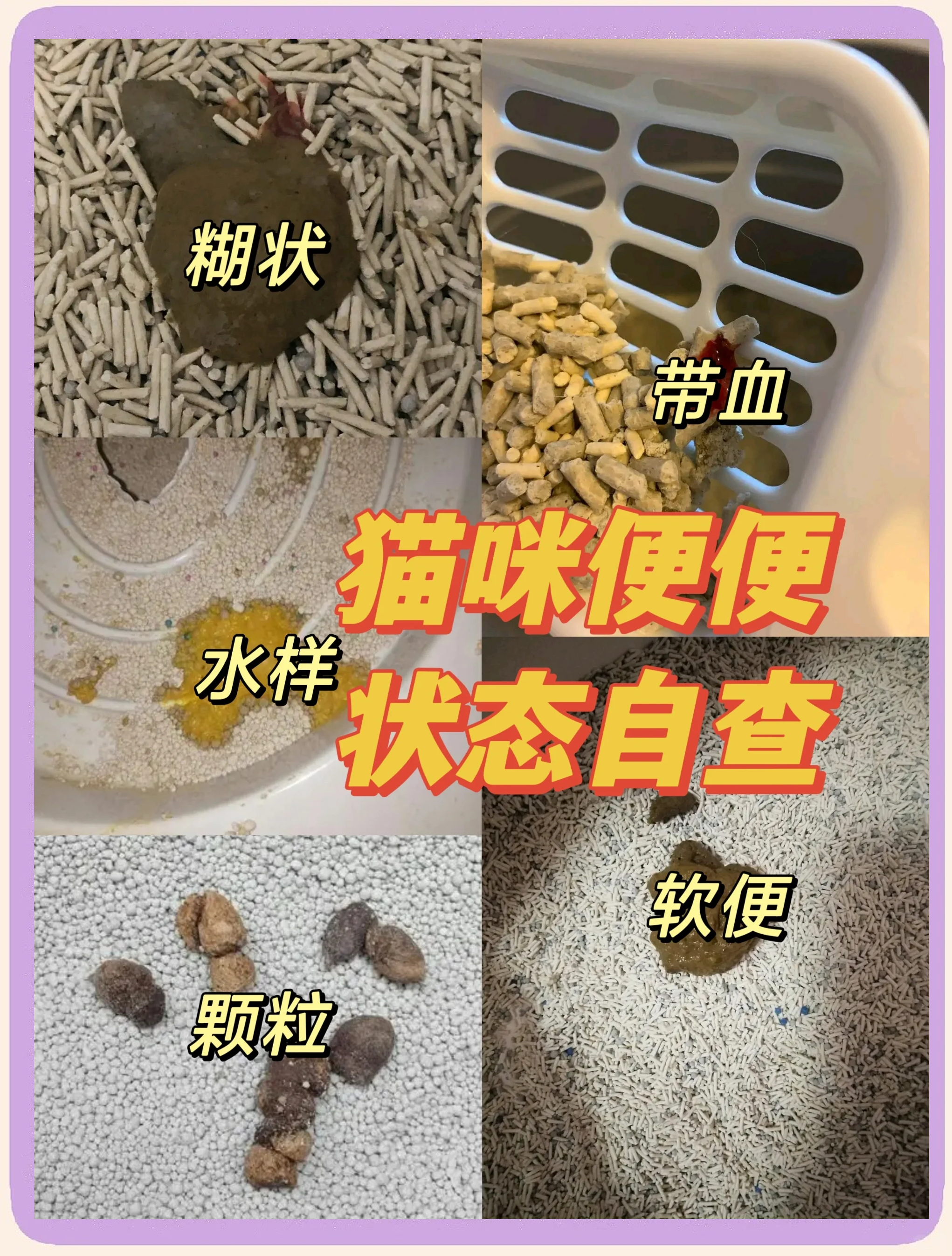 猫屎咖啡收集自哪种猫的排泄物(猫屎咖啡是由哪种猫的排泄物中提取加工完成的) 猫屎咖啡收集自哪种猫的排泄物(猫屎咖啡是由哪种猫的排泄物中提取加工完成的)