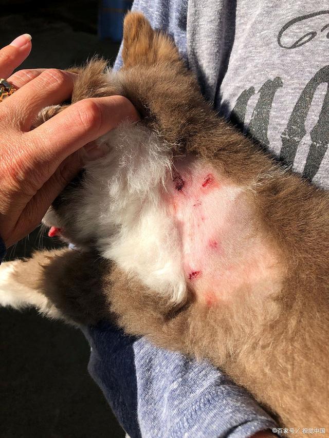 猫瘟传染狗狗么(猫瘟会传染给狗狗嘛) 猫瘟传染狗狗么(猫瘟会传染给狗狗嘛)
