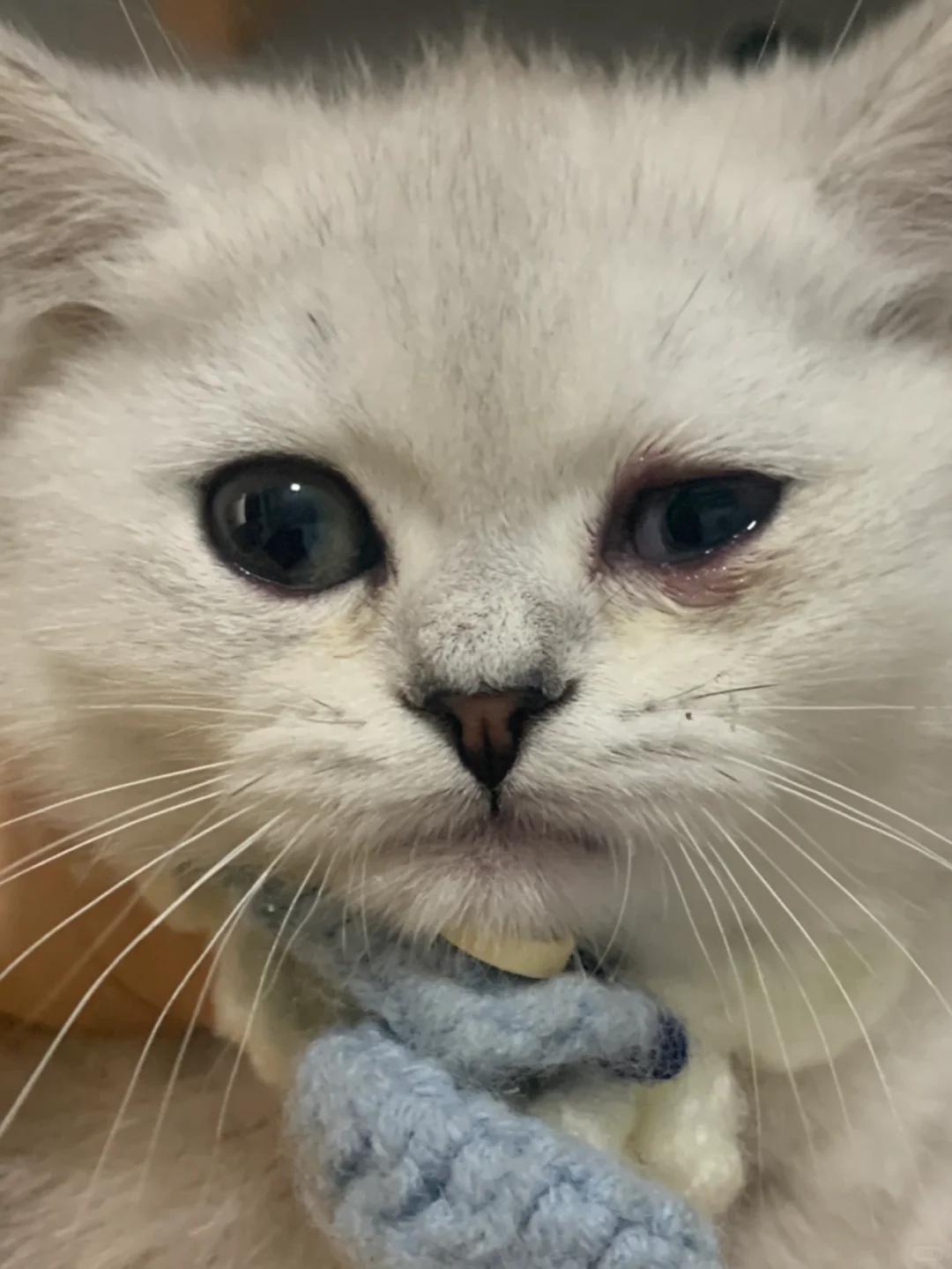 猫吃喝正常就是打喷嚏流眼泪(猫吃喝正常就是打喷嚏流眼泪正常吗) 猫吃喝正常就是打喷嚏流眼泪(猫吃喝正常就是打喷嚏流眼泪正常吗)