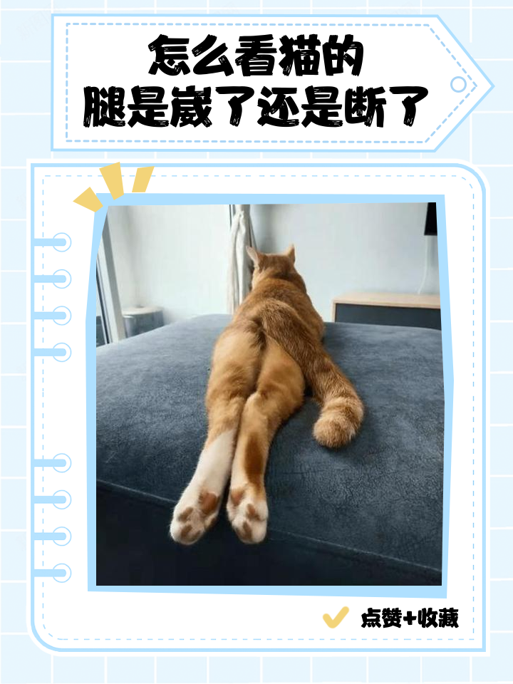 猫咪突然走路东倒西歪走不稳(猫咪突然走路东倒西歪走不稳了)