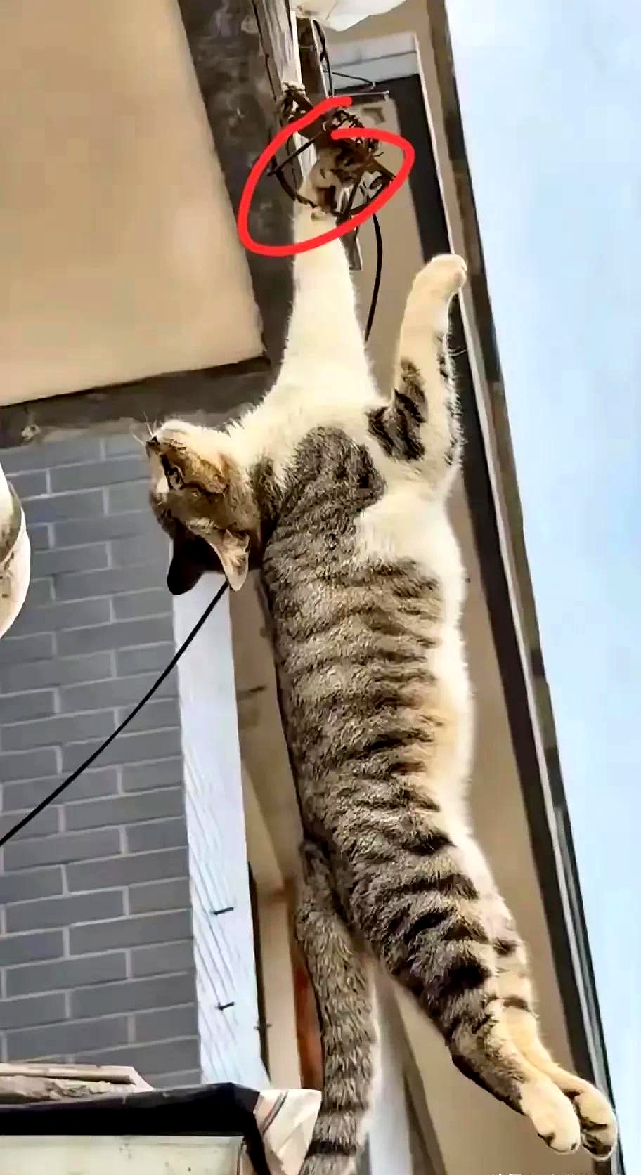 猫咪突然走路东倒西歪走不稳(猫咪突然走路东倒西歪走不稳了) 猫咪突然走路东倒西歪走不稳(猫咪突然走路东倒西歪走不稳了)