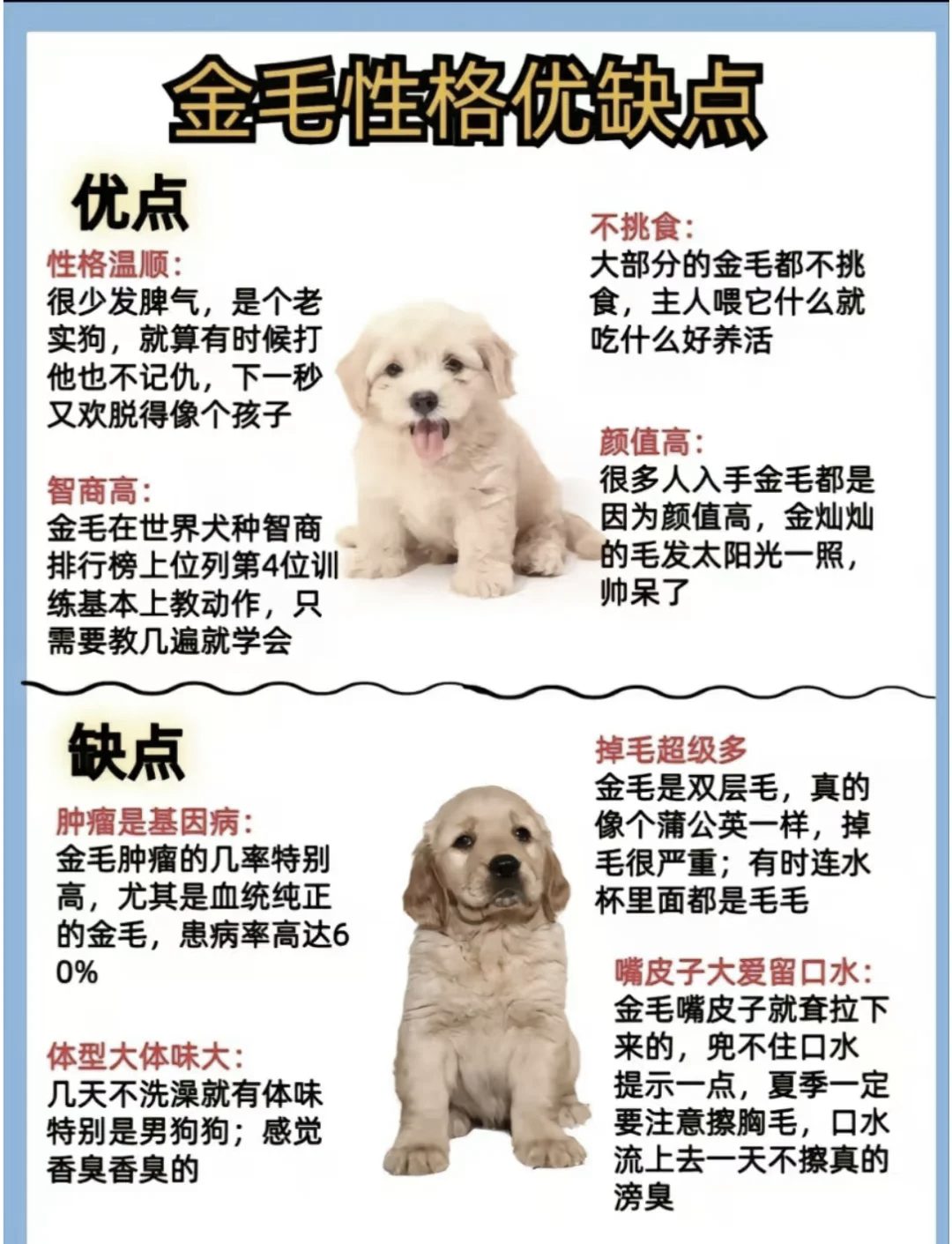 假金毛三个特点(金毛串串一般长啥样)